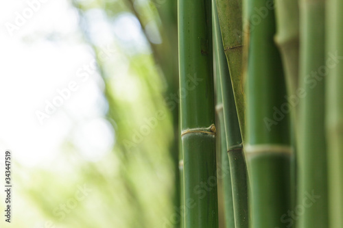 Tableau sur toile Close-up Of Bamboos Growing Outdoors