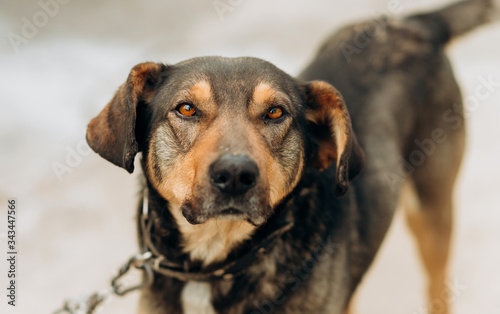 Portrait of a yard dog on a leash