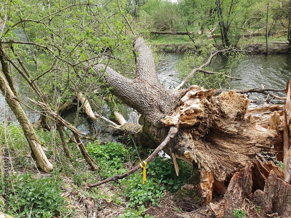 Sturm im Wald, Windig Sturm im Wald, Windig