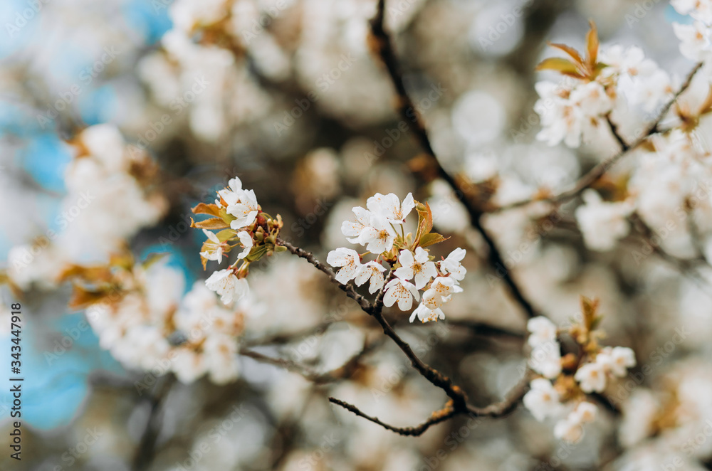 Spring white blossom on blue sky background Spring white blossom on blue sky background