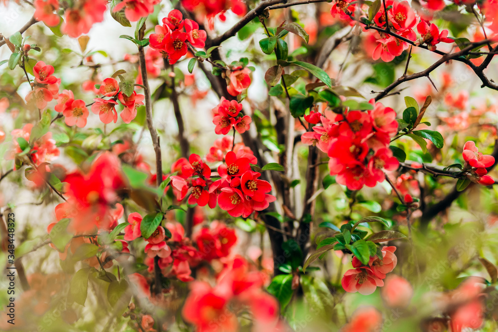 Obraz premium Spring tree, pink red blossom