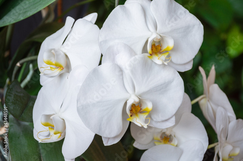 Fototapeta Naklejka Na Ścianę i Meble -  Close-up of white orchid flowers, green leaves, with selective focus, horizontal