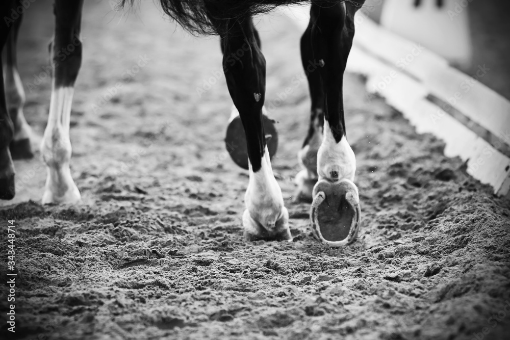 Fototapeta premium A black-and-white image of the legs of running horses with shod hooves, which they run on a sandy arena at a dressage competition.