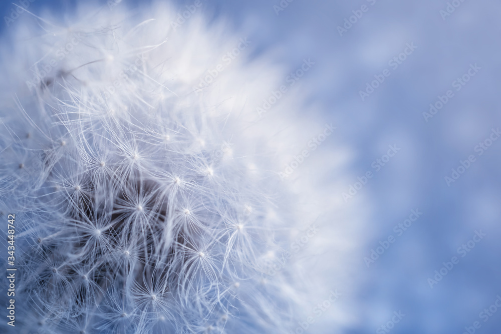 Fototapeta premium Dandelion on sky background. Dandelion abstract background. Shallow depth of field.