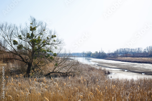 Wallpaper Mural Dry reeds above mirror water. Lake reflection in the water. Sunny weather. Blue sky Torontodigital.ca