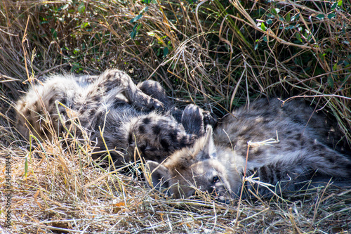 Two juvenile spotted hyenas sleeping in grass, Kruger National Park, South Africa © Danielle