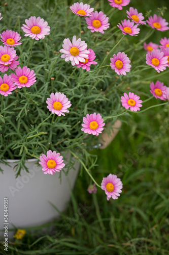 Pink Daisy Flowers In A Pot
