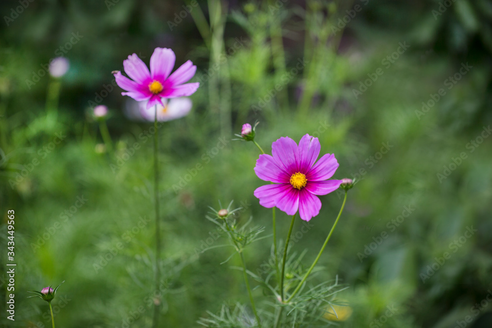 Cosmea Summerflowers In A Country Garden Cosmea Summerflowers In A Country Garden