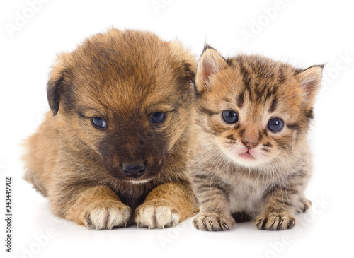 Baby puppy and kitten. © Anatolii