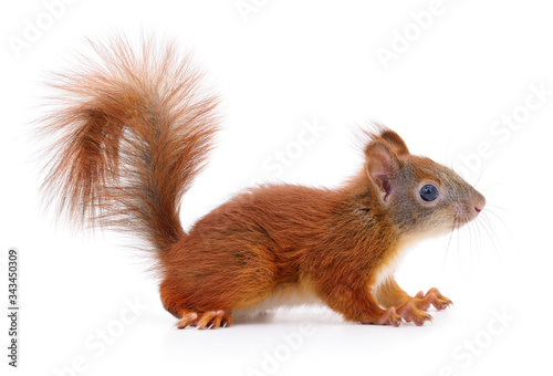 Eurasian red squirrel. © Anatolii