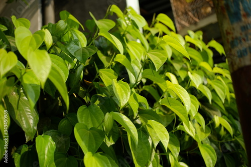 The betel is a vine of the family Piperaceae, which includes pepper and kava. 