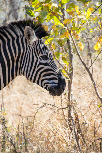 Zebra walking through grass, Kruger National Park, South Africa