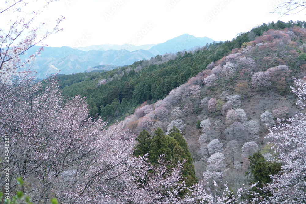 奈良県吉野山下千本桜