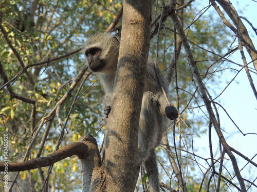 Monkey on a tree