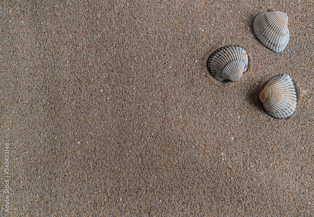 seashells in the sand of the Mediterranean Sea, there is a place for text seashells in the sand of the Mediterranean Sea, there is a place for text