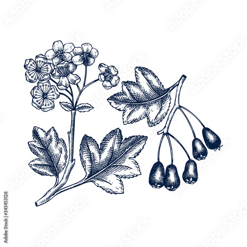 Hand drawn hawthorn with berries and flowers vector illustration in engraved style. Wild berries on white background. Hawthorn tree branch outline. 