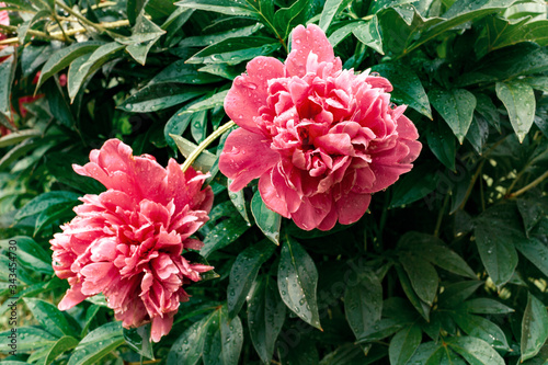 beautiful flowers pink peony on a background of leaves of peony