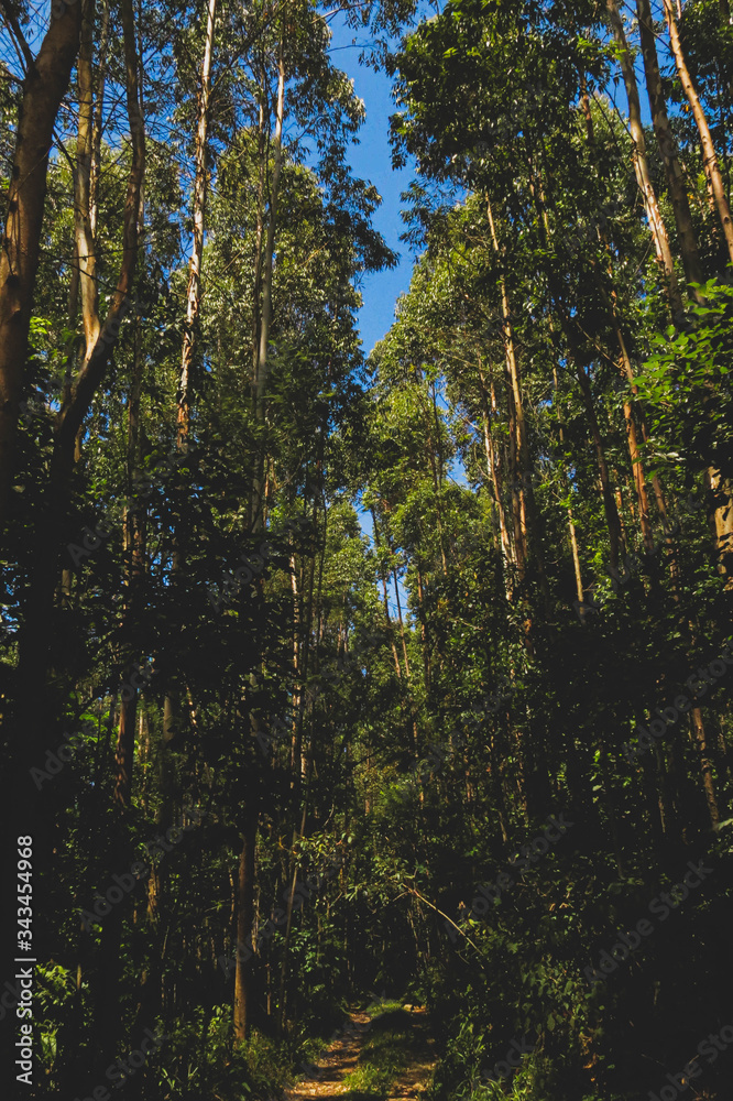 Obraz premium Natureza 