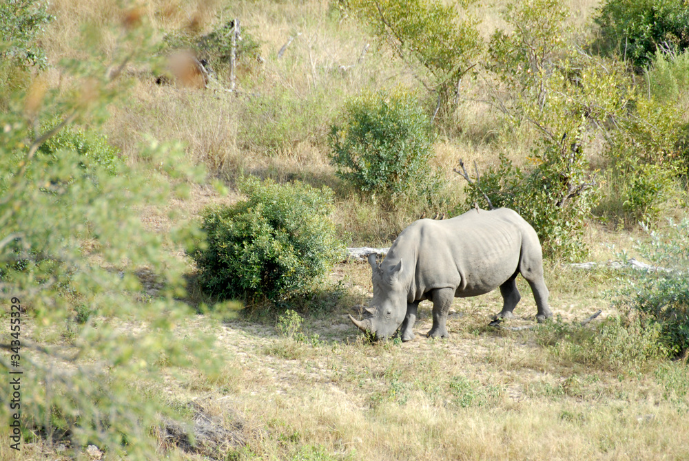 Fototapeta premium White Rhinoceros grazing, South Africa