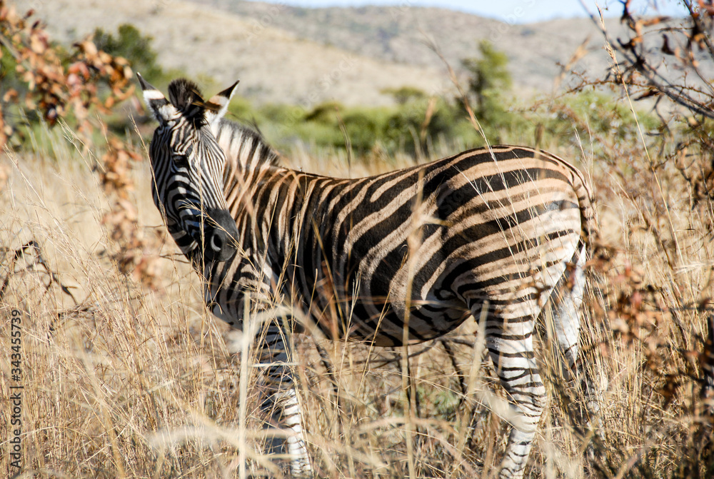 Obraz premium Zebra standing in long grass, Kruger National Park, South Africa