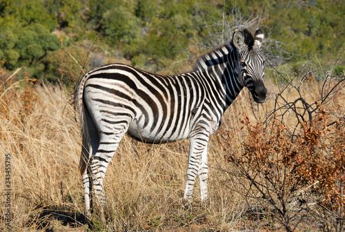 Zebra standing in long grass  Kruger National Park  South Africa