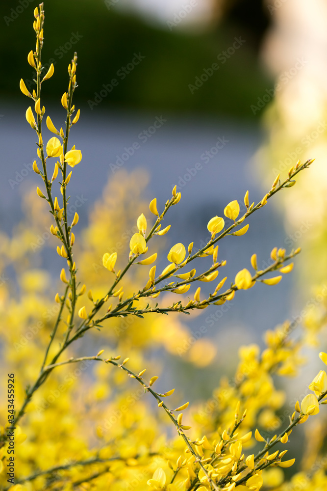 Blühender Ginster (Genista) im Garten, Nahaufnahme Blühender Ginster (Genista) im Garten, Nahaufnahme