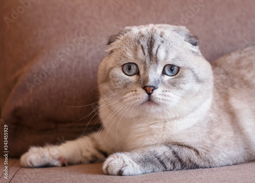 Portrait of a scottish fold cat. Gray cat with beautiful patterns.