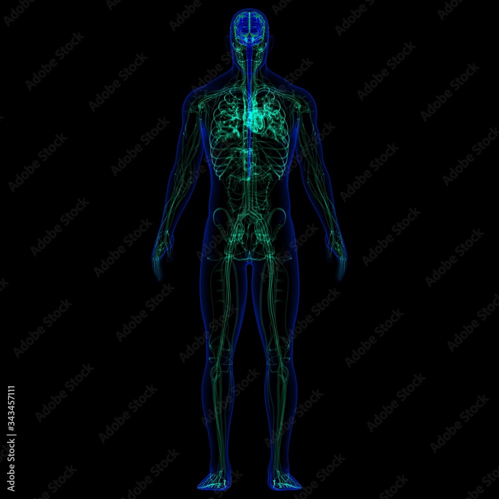 3D Illustration Human Brain With Circulatory System Anatomy 3D Illustration Human Brain With Circulatory System Anatomy