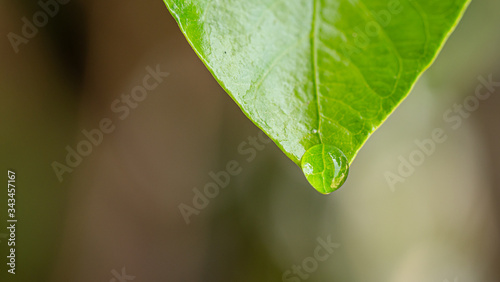 Closeup dew drops end of the green leaf fall down. 