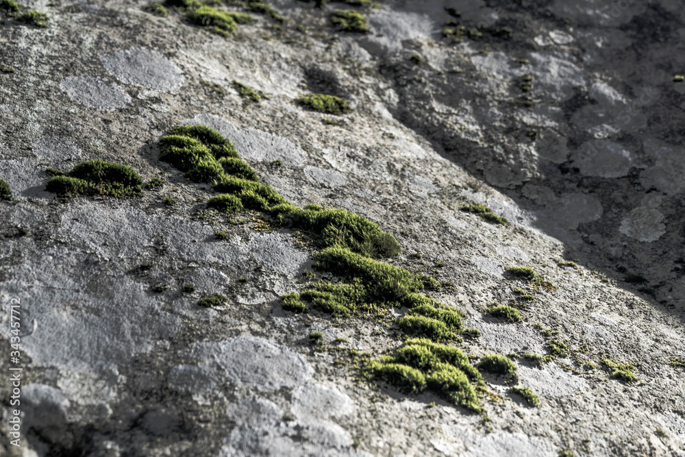 Moss on the stone