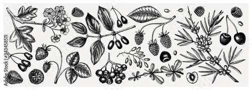 Summer berries collection. Hand drawn berry illustrations. Fresh fruits: strawberry, cranberry, currant, cherry, bilberry, raspberry, blueberry hand drawings. Vintage botanical sketches set. Outlines