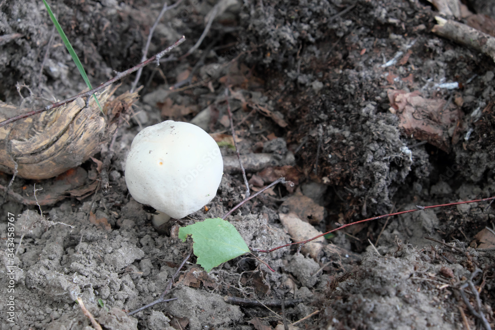 Little white mushroom. Inedible small mushroom of white color.