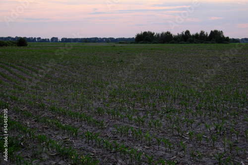 A farm field sown with corn. Sprouts of corn in the field. Evening landscape.