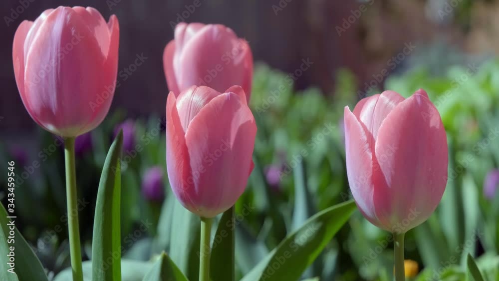 tulips in a garden tulips in a garden