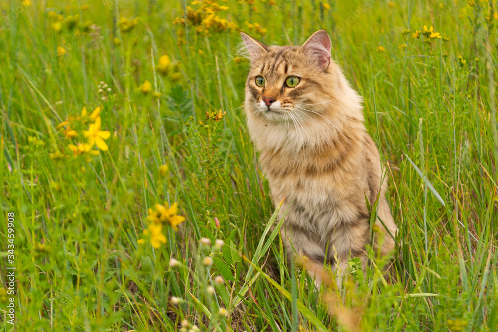 Striped brown cat walks and hunts in the green grass in the field. An animal in nature. Striped brown cat walks and hunts in the green grass in the field. An animal in nature.