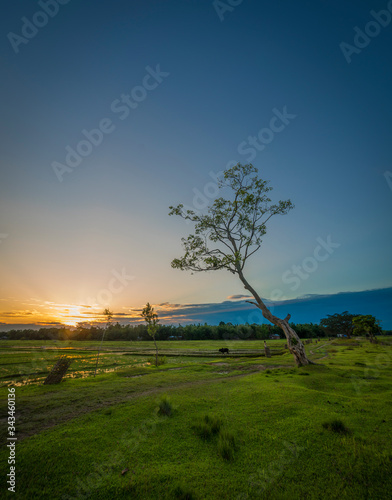 Beautiful scenery of Nature in Jorhat, Assam.