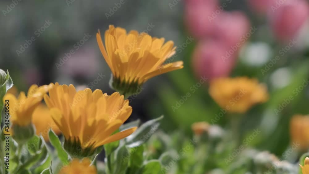 marigolds in the foreground, unfocused background marigolds in the foreground, unfocused background