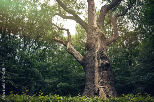 Medieval millennial oak, tree and landmark of the Cold Yar, Ukraine. Maxim Zalizniak Oak © konoplizkaya