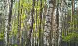 Birch grove in spring time. Spring nature background. 