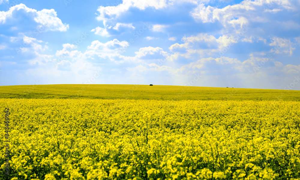 Spring colors with rape field Spring colors with rape field