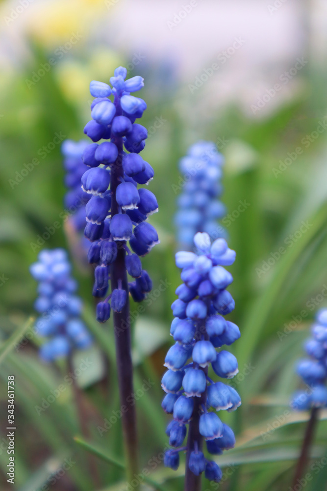 Muscari blue flowers in the garden. The first spring flowers. Muscari blue flowers in the garden. The first spring flowers.