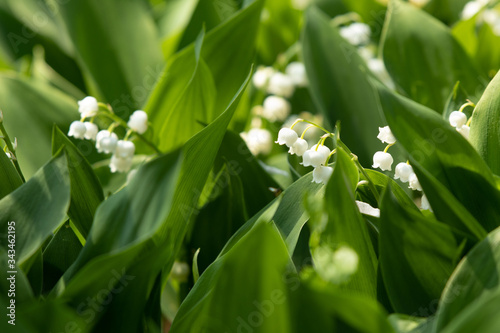 Lily of the valley flower white green leaf muguet