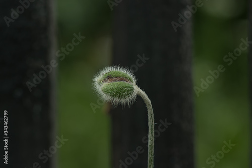 Poppy seed before flowering