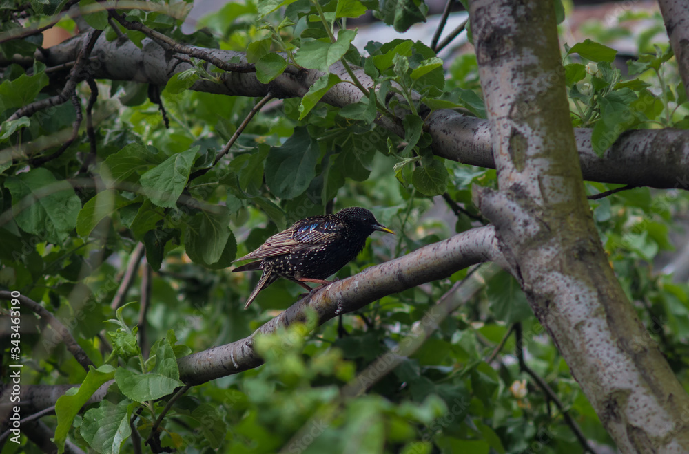 A starling chick sitting on a branch of an apple tree in the garden A starling chick sitting on a branch of an apple tree in the garden