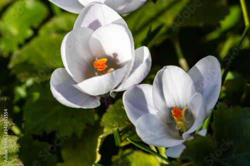 white crocus flowers