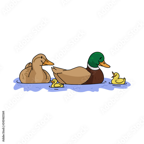 Cute cartoon duck family with duckling on pond vector clipart. Wildlife animal waterfowl for nature lovers. Stylized fun kids nature bird illustration. Isolated feathered bird. EPS 10.