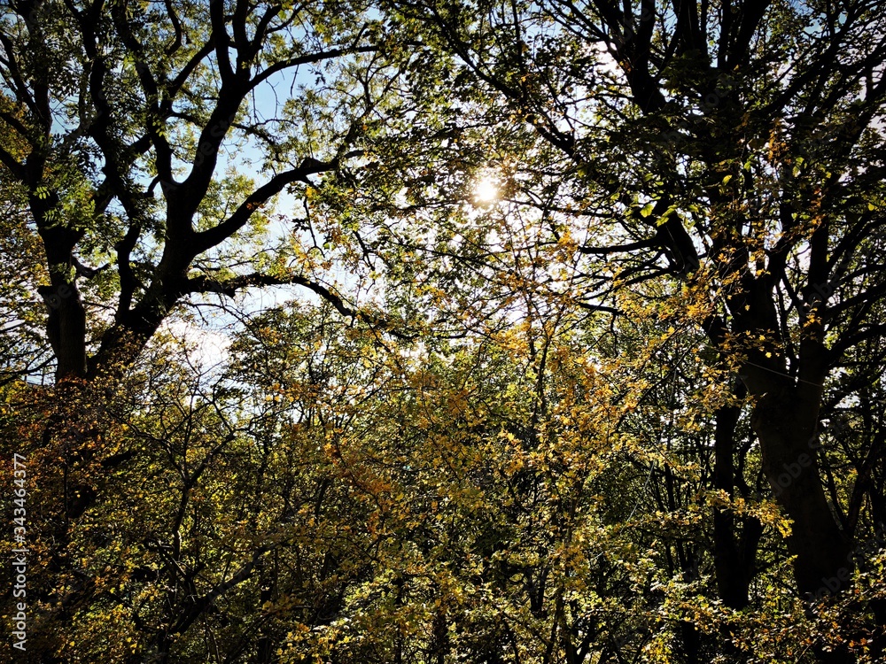 Obraz premium Backlit view of mature woodland trees during afternoon sunset. Sun shines through colorful autumn foliage filling the frame. 