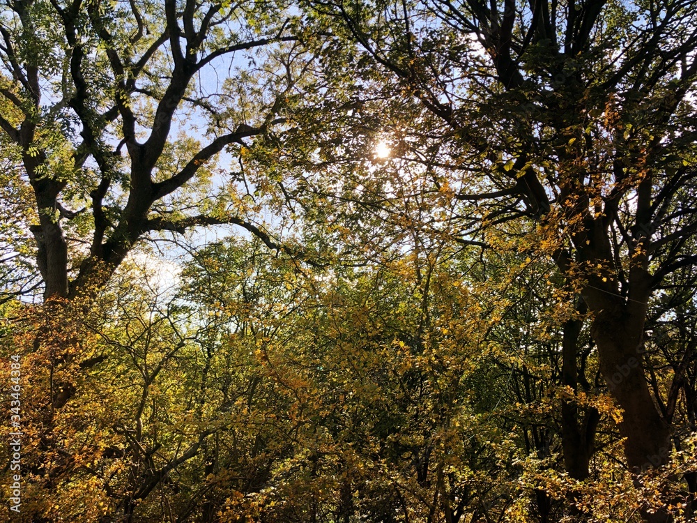 Backlit view of mature woodland trees during afternoon sunset. Sun shines through colorful autumn foliage filling the frame. Backlit view of mature woodland trees during afternoon sunset. Sun shines through colorful autumn foliage filling the frame.