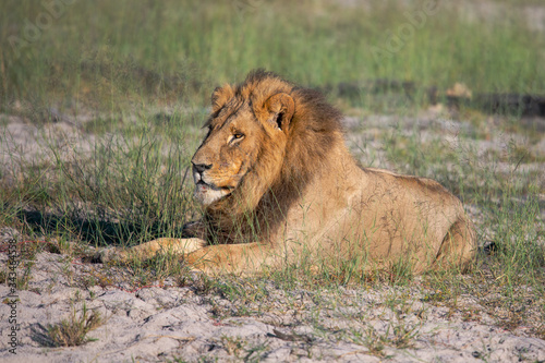 a beautiful African lion proudly walking african savanna lit by botswana s setting sun