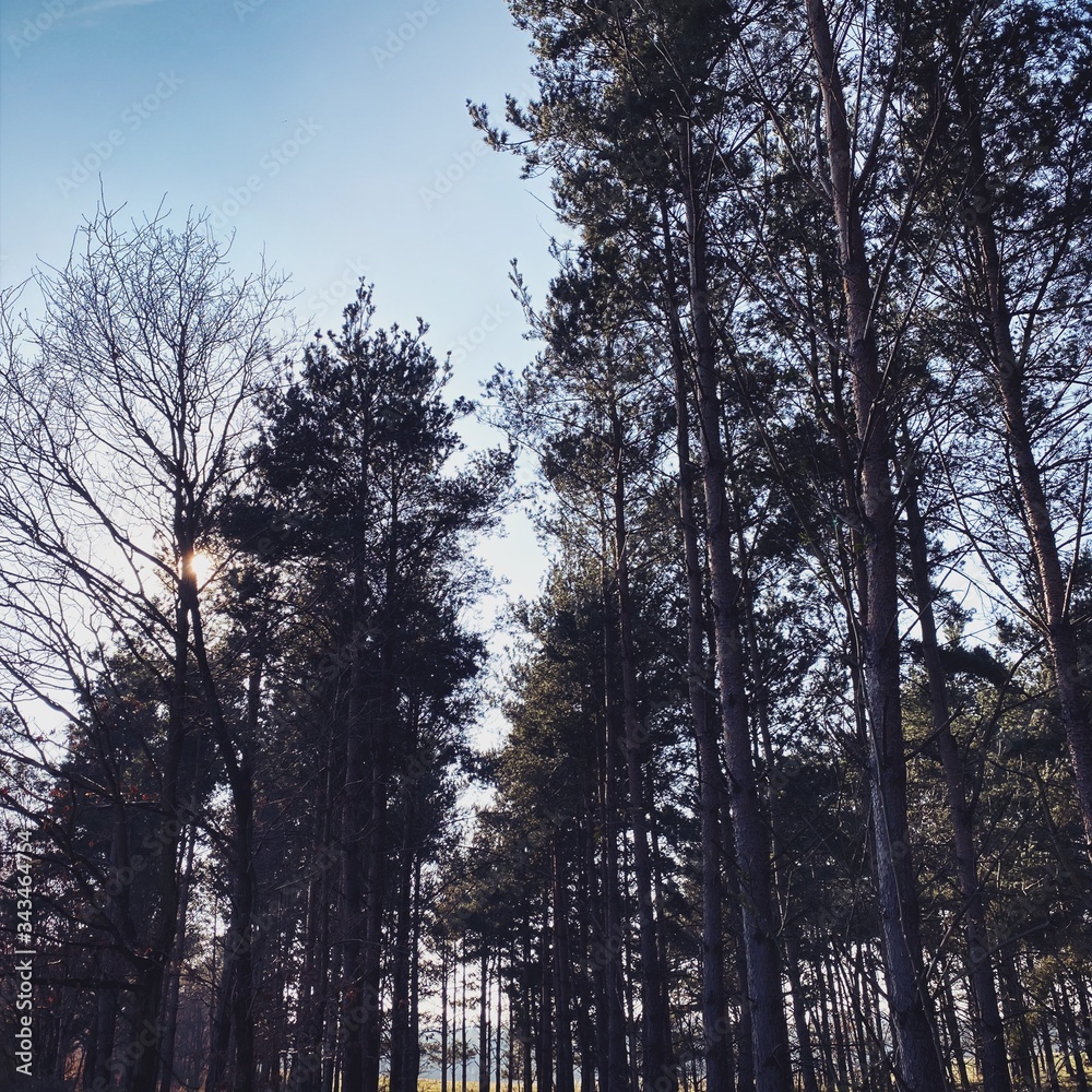Big and tall pine trees are seen in a dense forest. Natural treescape on scenic woodland trail. Abstract backlit view as afternoon sun shines through branches. Moody atmosphere with natural silhouette Big and tall pine trees are seen in a dense forest. Natural treescape on scenic woodland trail. Abstract backlit view as afternoon sun shines through branches. Moody atmosphere with natural silhouette